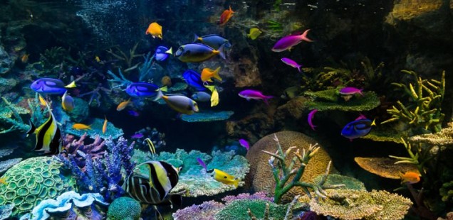 水族館の熱帯魚